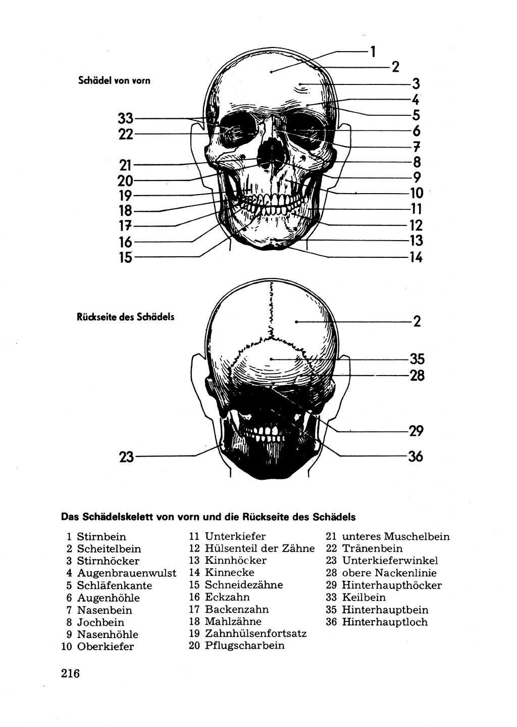 Das subjektive Porträt [Deutsche Demokratische Republik (DDR)] 1981, Seite 216 (Subj. Port. DDR 1981, S. 216)