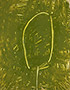 gvoon picture