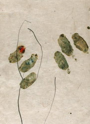 gvoon arthur schmidt
