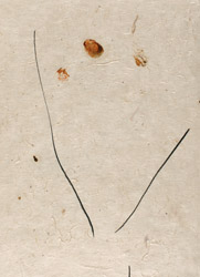 gvoon arthur schmidt
